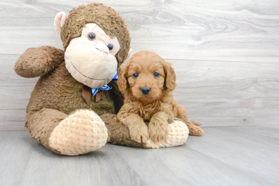 Mini Goldendoodle Puppy for Adoption