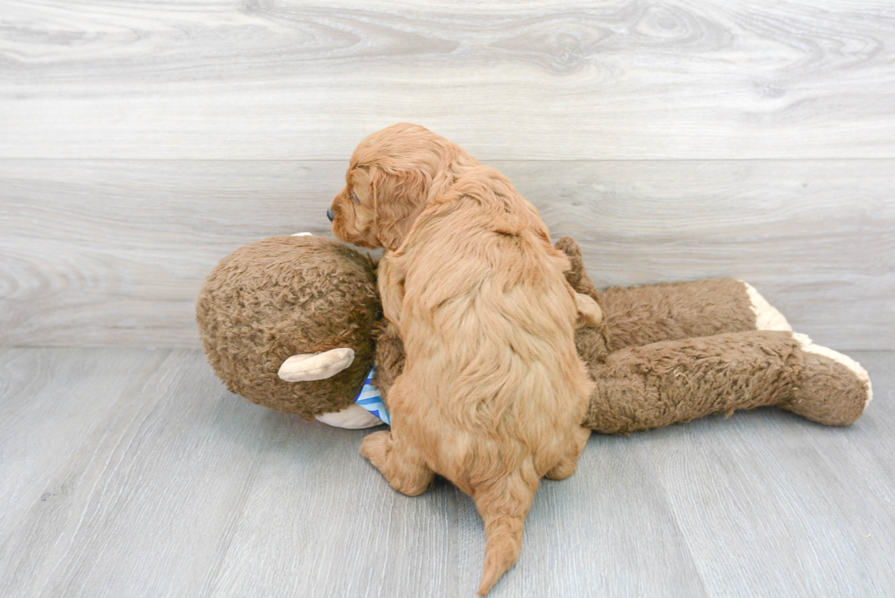Hypoallergenic Golden Retriever Poodle Mix Puppy