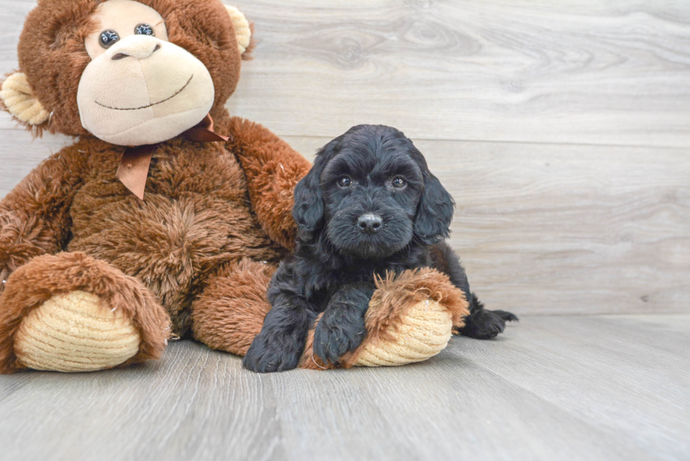 Best Mini Goldendoodle Baby