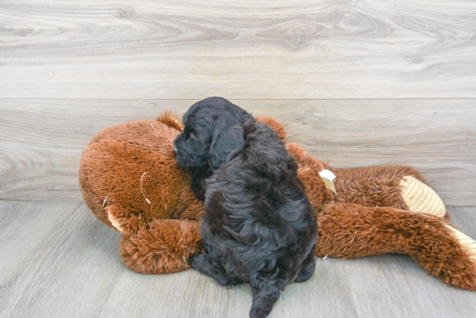 Playful Golden Retriever Poodle Mix Puppy
