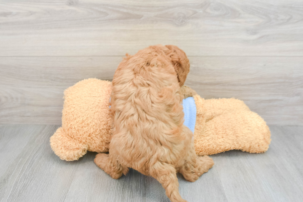 Mini Goldendoodle Puppy for Adoption