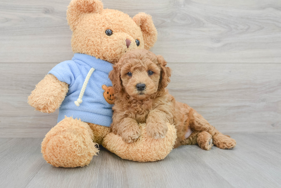 Best Mini Goldendoodle Baby