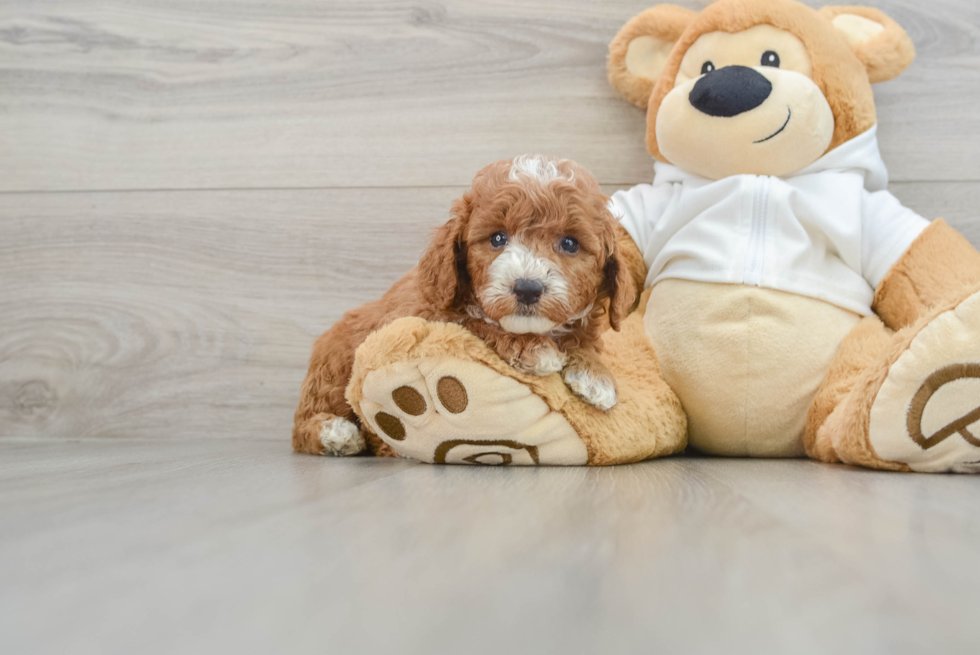 Best Mini Goldendoodle Baby