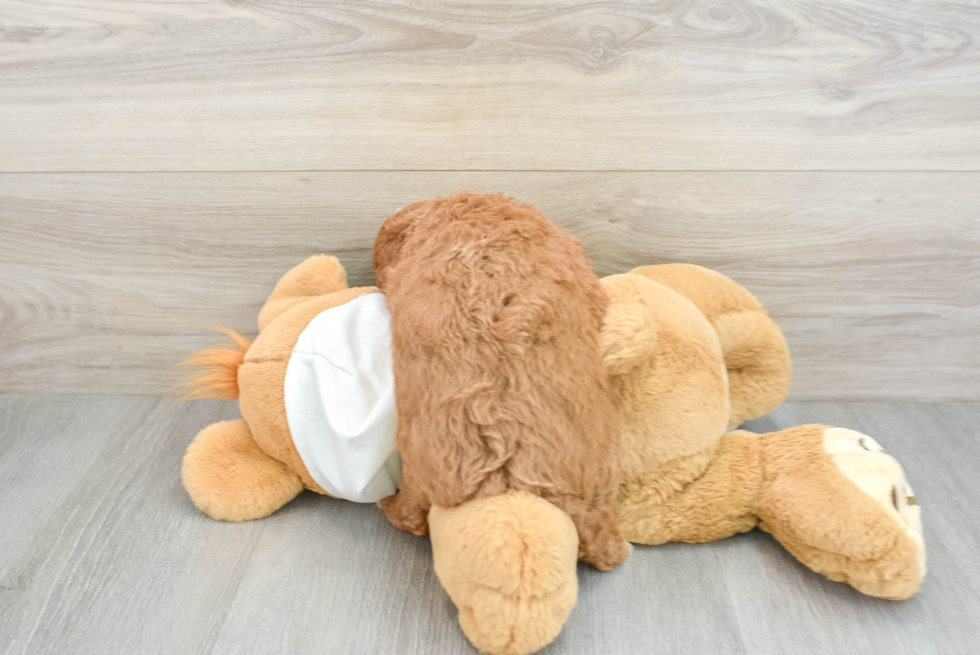 Mini Goldendoodle Pup Being Cute