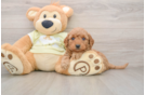 Mini Goldendoodle Puppy for Adoption