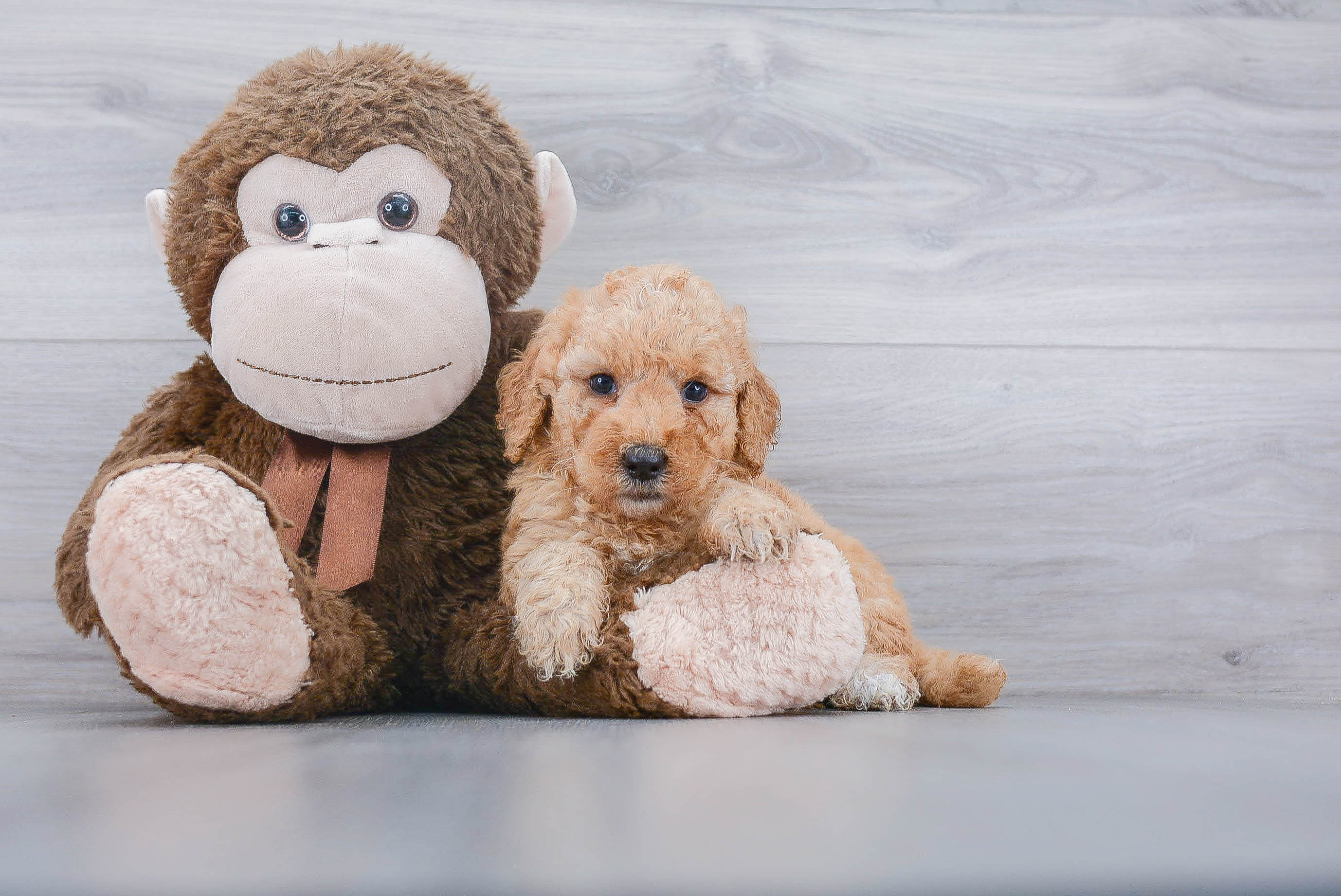 Best Mini Goldendoodle Baby