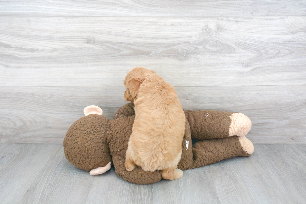 Mini Goldendoodle Puppy for Adoption