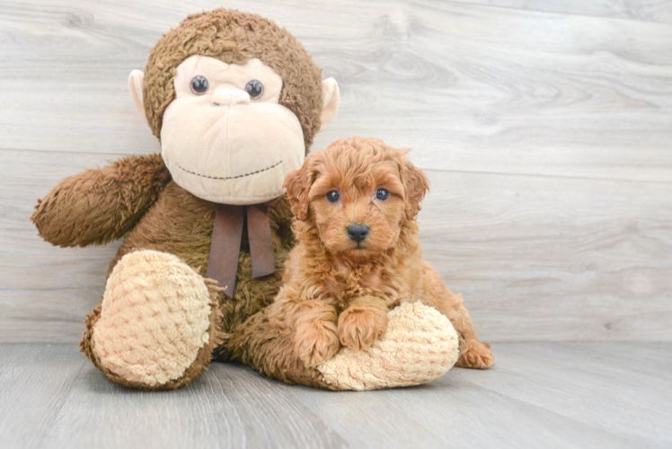 Energetic Golden Retriever Poodle Mix Puppy