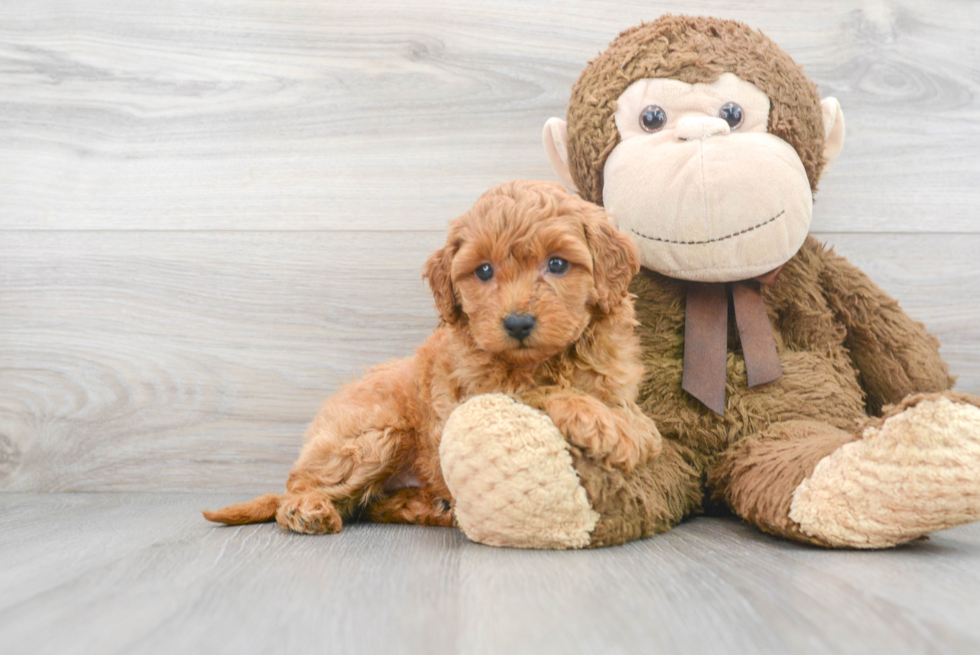 Mini Goldendoodle Pup Being Cute