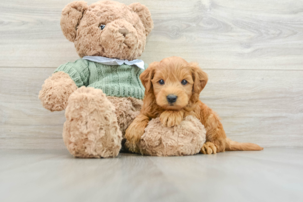 Fluffy Mini Goldendoodle Poodle Mix Pup
