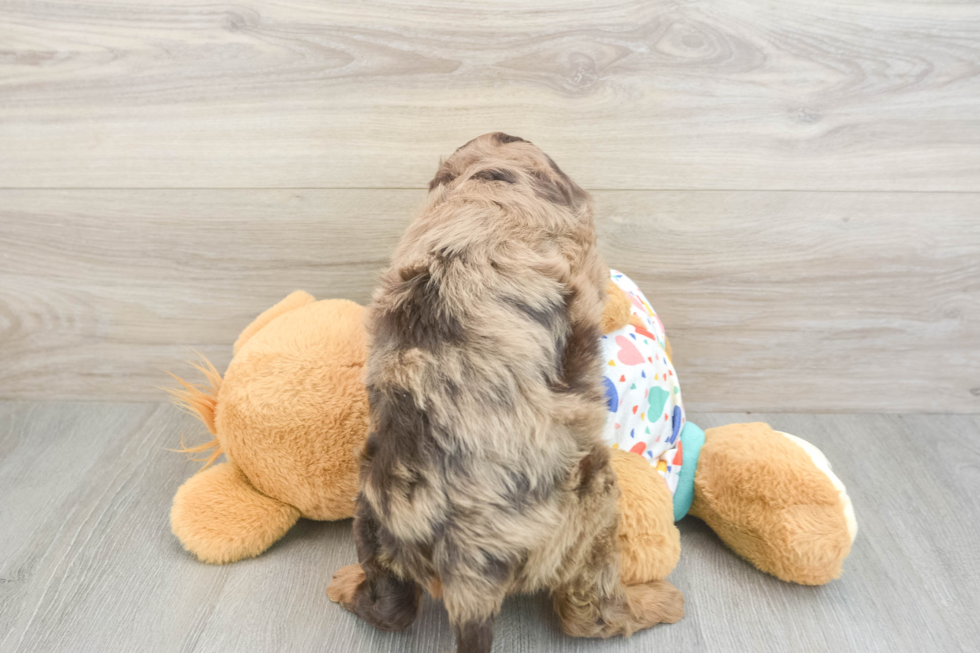 Cute Mini Goldendoodle Baby