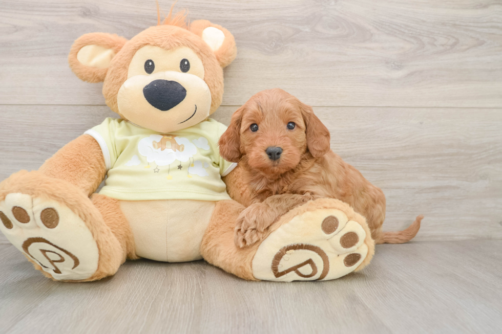 Happy Mini Goldendoodle Baby