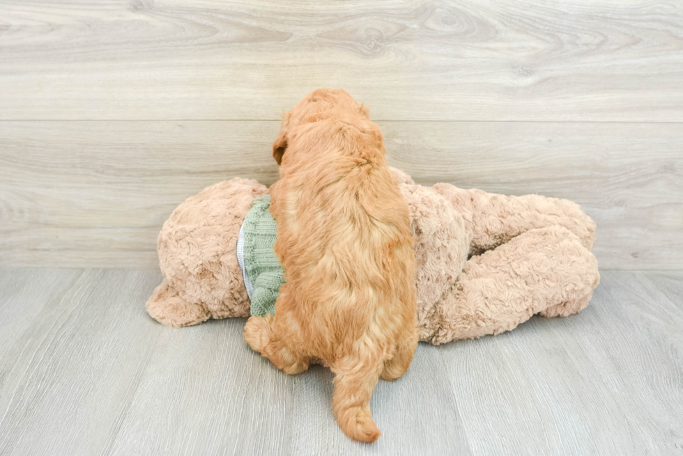 Best Mini Goldendoodle Baby