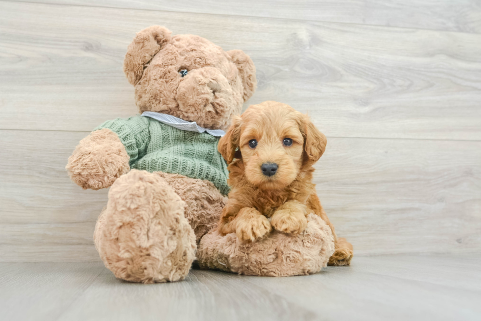 Fluffy Mini Goldendoodle Poodle Mix Pup