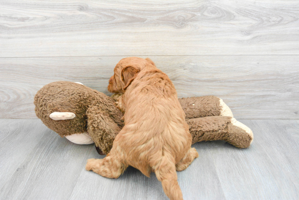 Best Mini Goldendoodle Baby