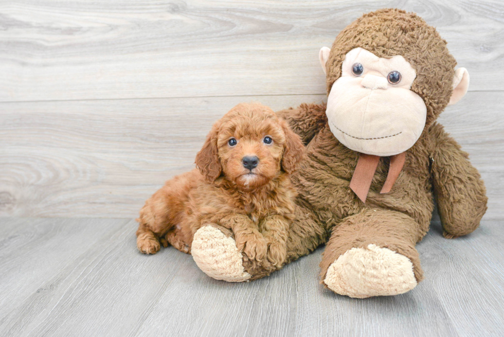 Best Mini Goldendoodle Baby