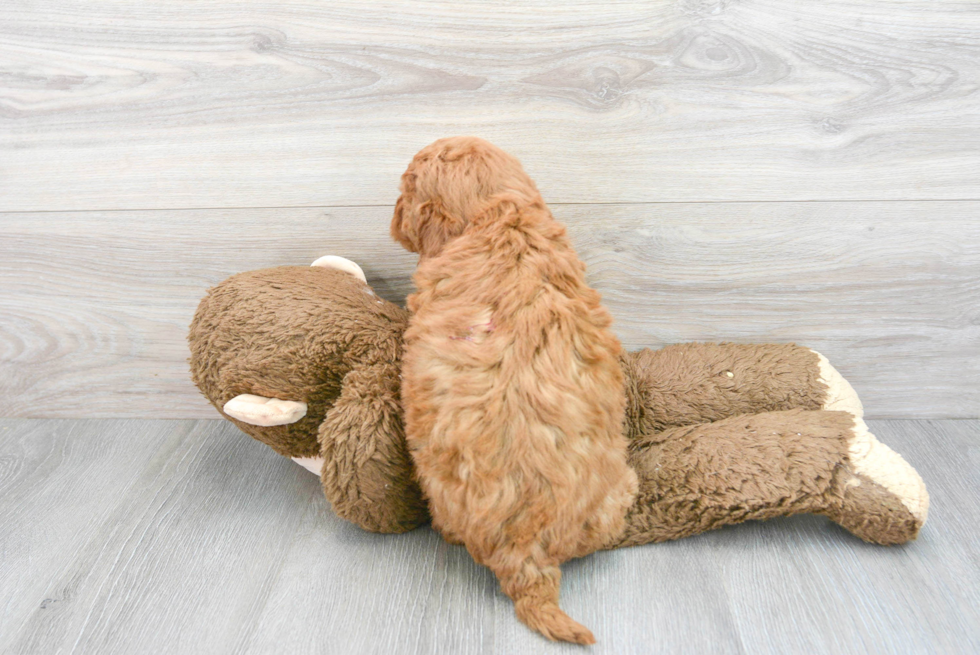 Mini Goldendoodle Pup Being Cute