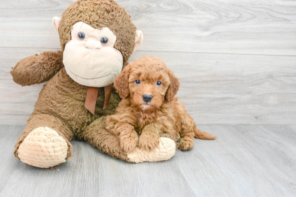 Best Mini Goldendoodle Baby