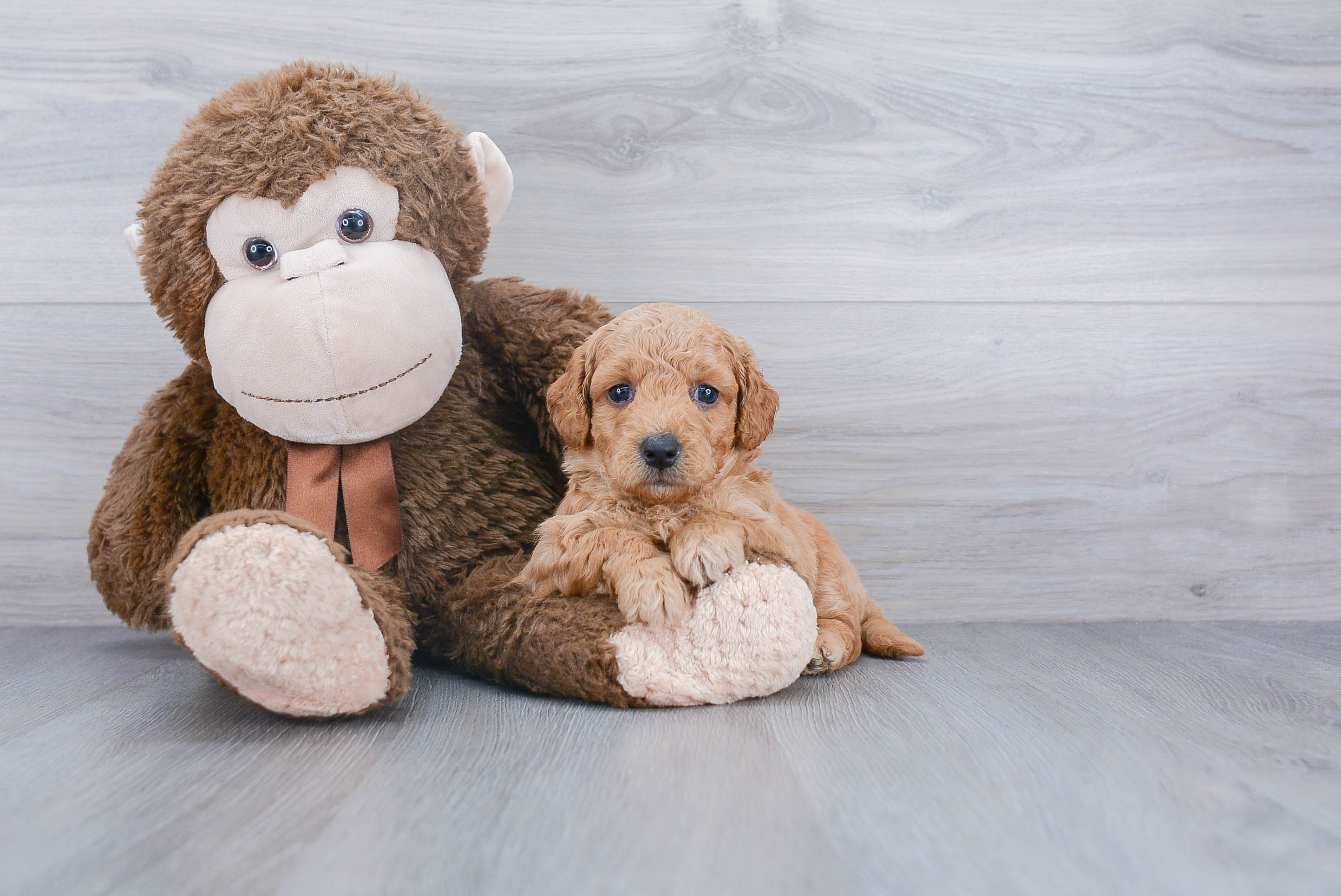 Sweet Mini Goldendoodle Baby