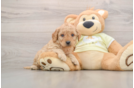 Best Mini Goldendoodle Baby