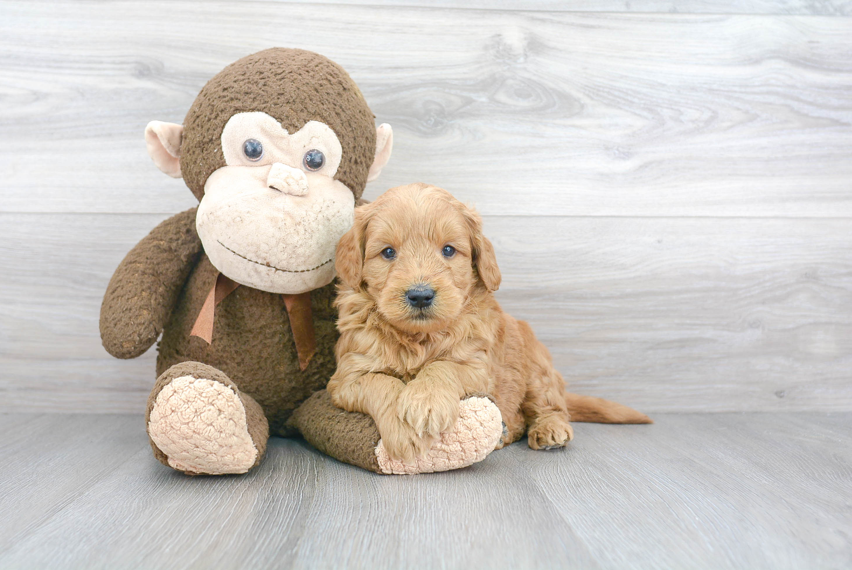 Adorable Golden Retriever Poodle Mix Puppy