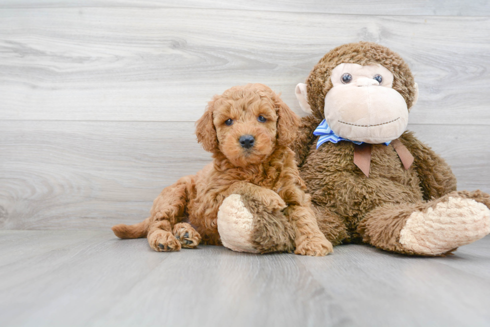 Mini Goldendoodle Pup Being Cute