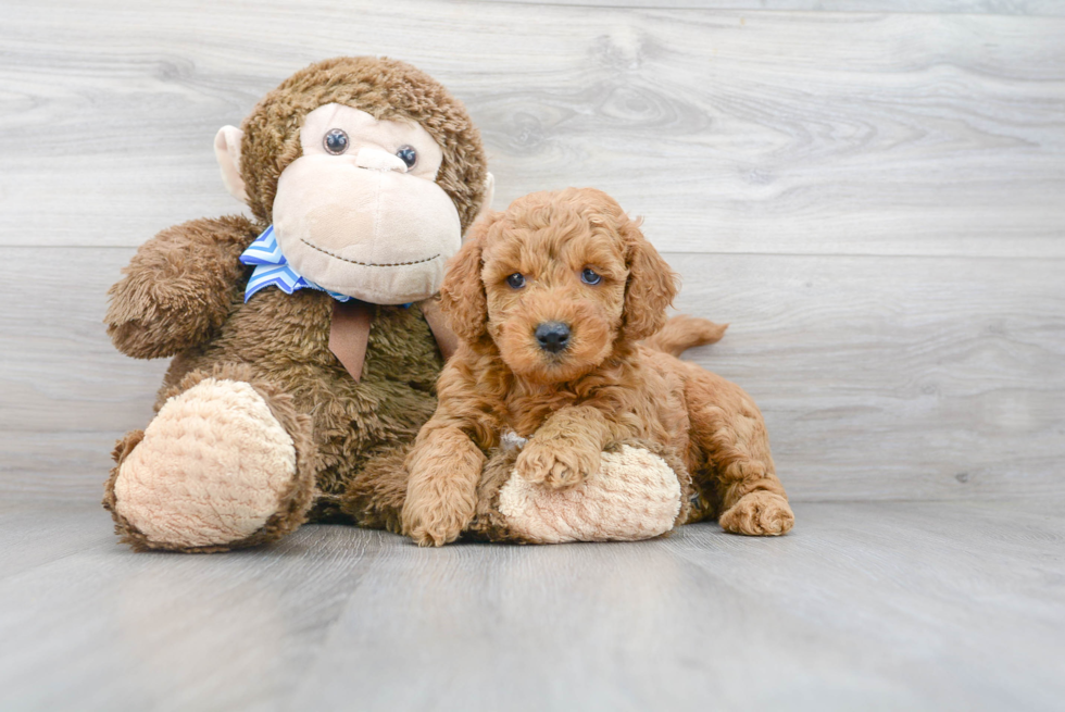 Fluffy Mini Goldendoodle Poodle Mix Pup