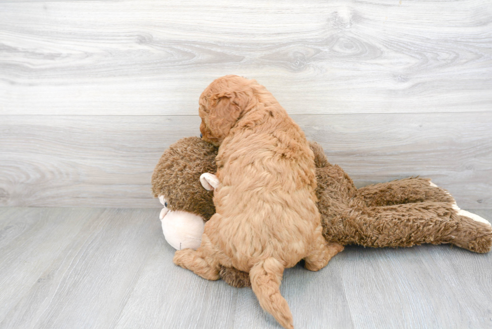 Happy Mini Goldendoodle Baby