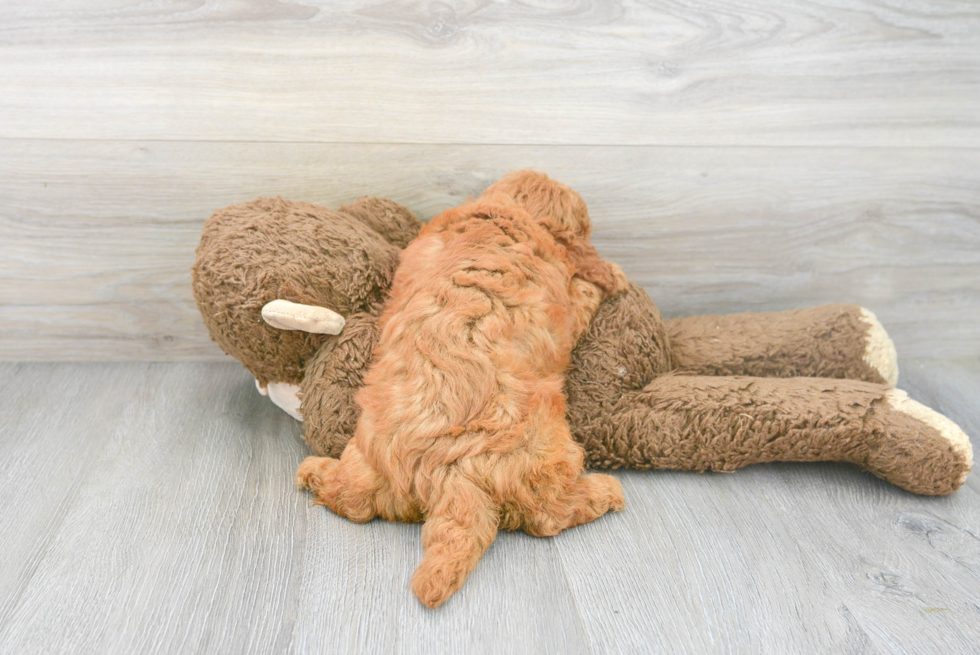Energetic Golden Retriever Poodle Mix Puppy