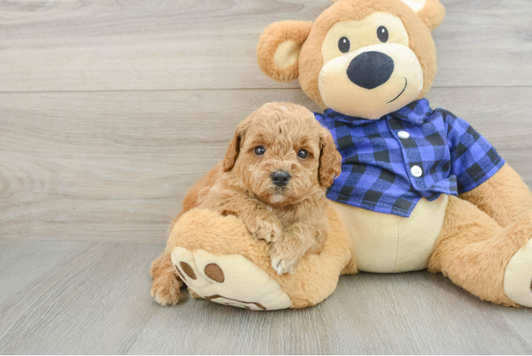 Funny Mini Goldendoodle Poodle Mix Pup