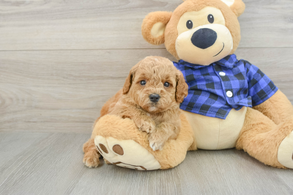 Funny Mini Goldendoodle Poodle Mix Pup