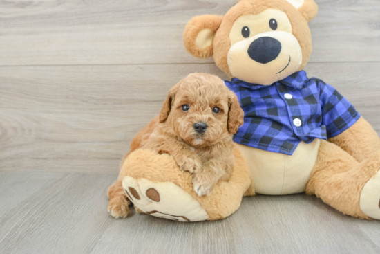 Funny Mini Goldendoodle Poodle Mix Pup