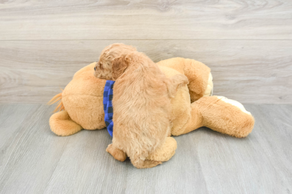 Cute Mini Goldendoodle Baby