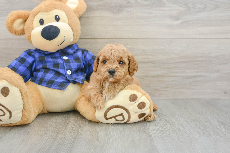 Playful Mini Groodle Poodle Mix Puppy