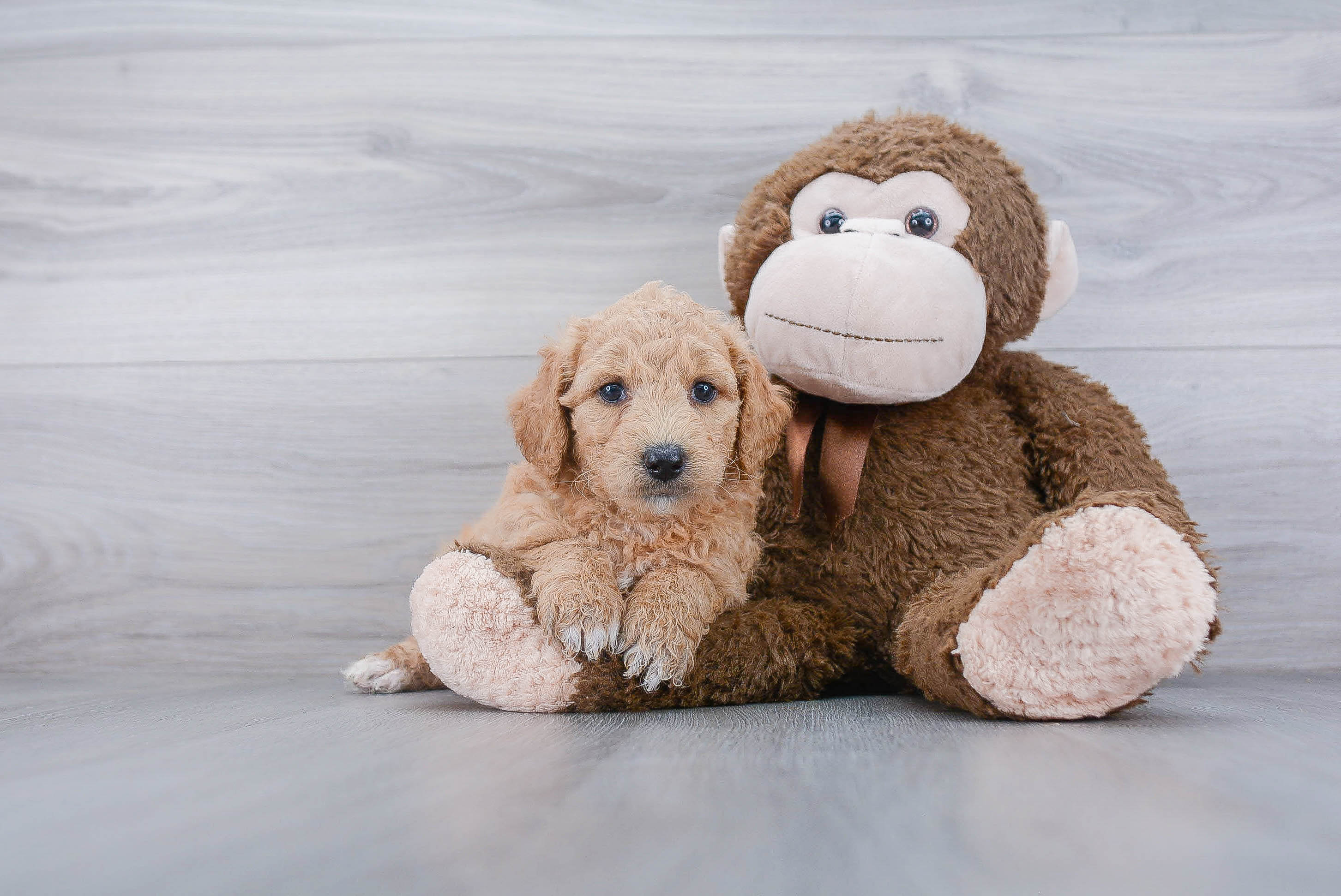 Mini Goldendoodle Pup Being Cute