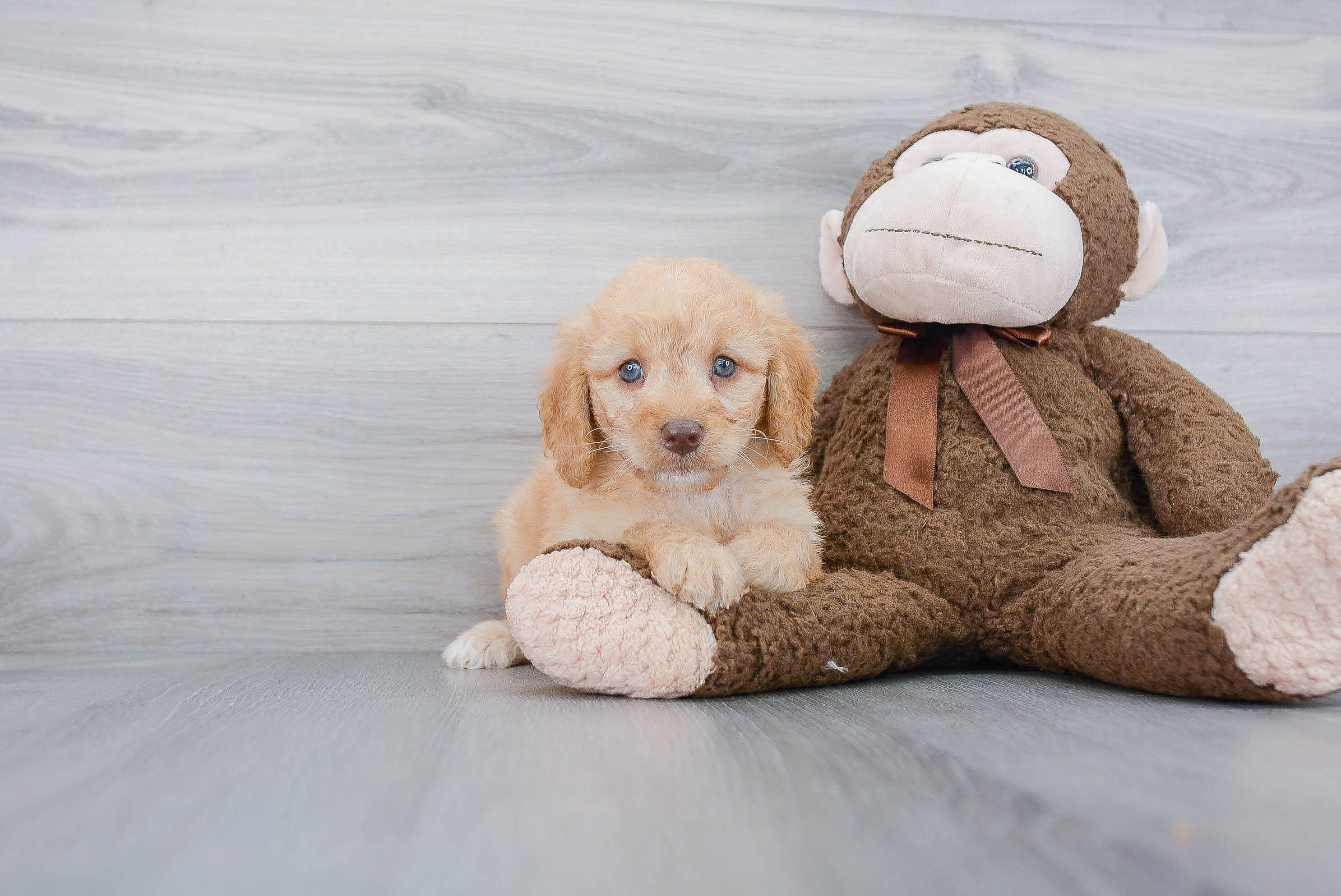 Fluffy Mini Goldendoodle Poodle Mix Pup