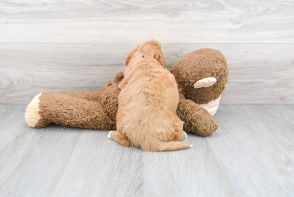 Best Mini Goldendoodle Baby