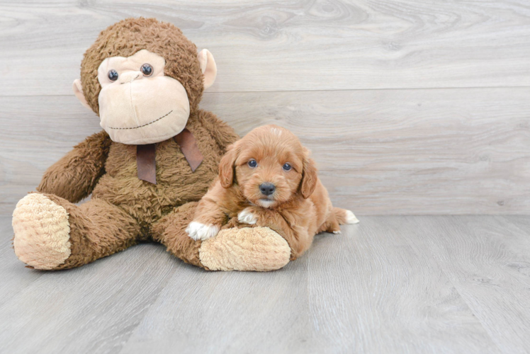 Mini Goldendoodle Pup Being Cute