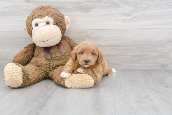 Mini Goldendoodle Pup Being Cute