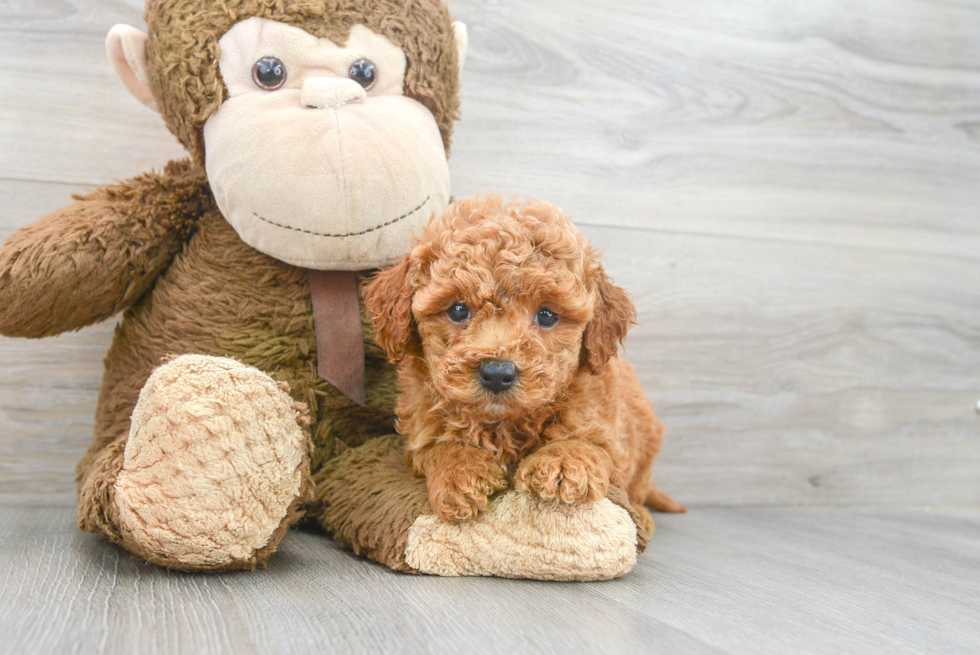 Best Mini Goldendoodle Baby