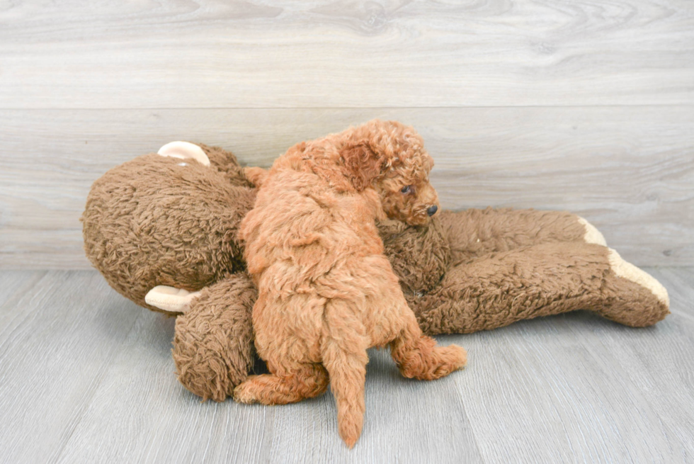 Small Mini Goldendoodle Baby