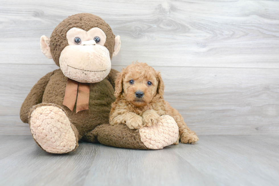 Mini Goldendoodle Puppy for Adoption