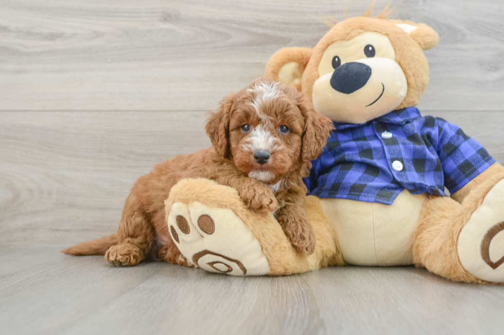 Best Mini Goldendoodle Baby