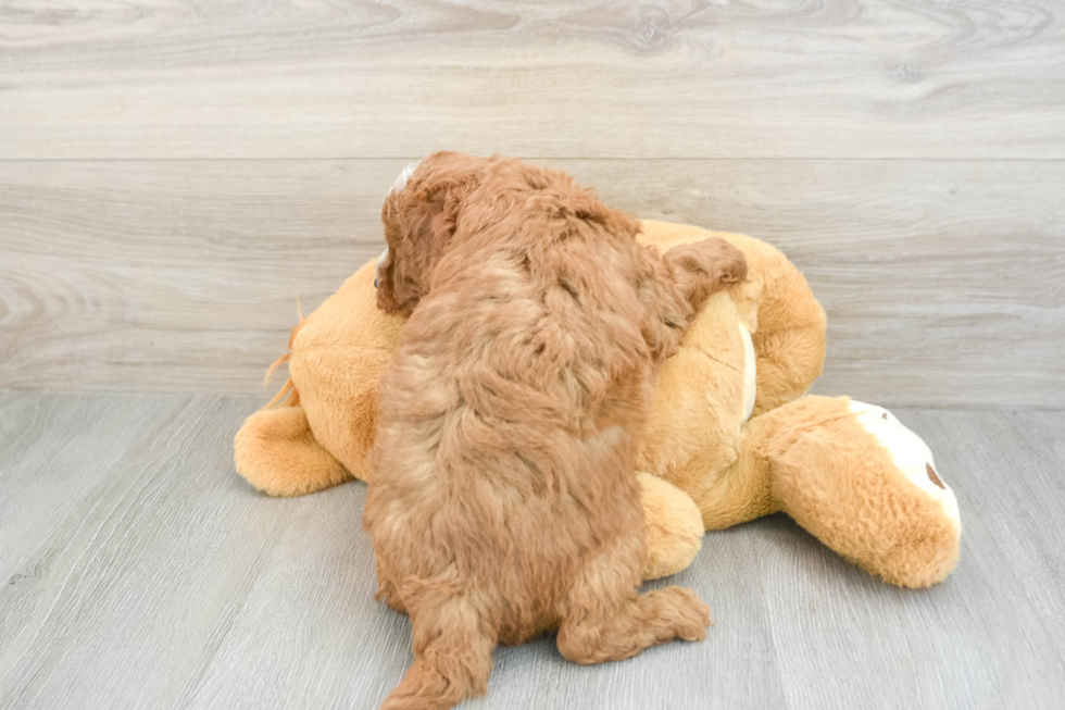Mini Goldendoodle Pup Being Cute