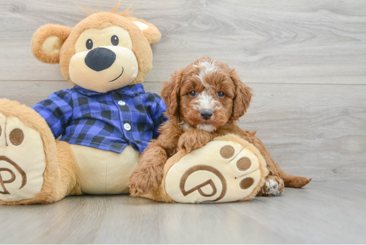 Mini Goldendoodle Puppy for Adoption