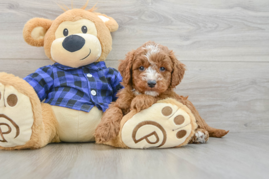 Mini Goldendoodle Puppy for Adoption