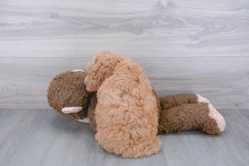 Best Mini Goldendoodle Baby