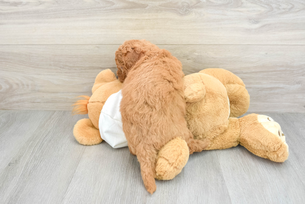 Best Mini Goldendoodle Baby