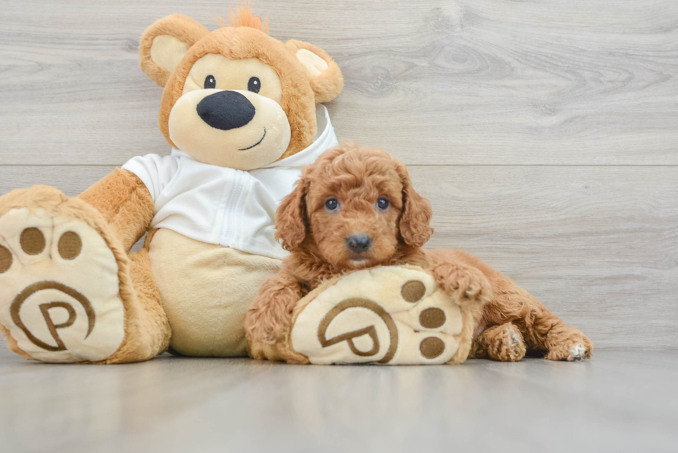 Mini Goldendoodle Puppy for Adoption