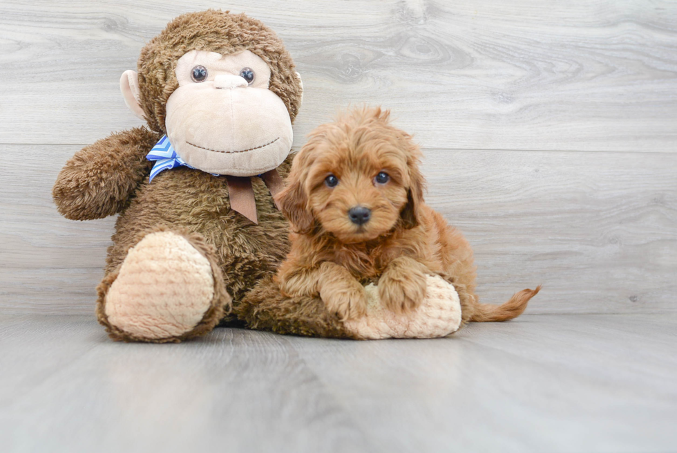 Mini Goldendoodle Pup Being Cute